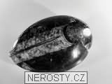 ortoceras, zkamenělina