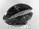ortoceras, zkamenělina
