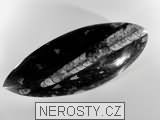 ortoceras, zkamenělina