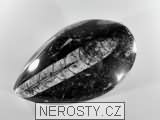 ortoceras, zkamenělina