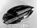 ortoceras, zkamenělina