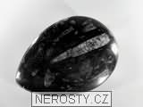 ortoceras, zkamenělina