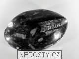ortoceras, zkamenělina