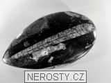 ortoceras, zkamenělina