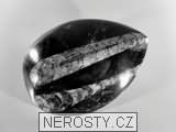 ortoceras, zkamenělina