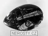 ortoceras, zkamenělina