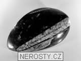 ortoceras, zkamenělina