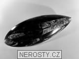 ortoceras, zkamenělina