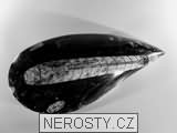 ortoceras, zkamenělina