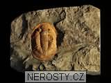 trilobit, zkamenělina