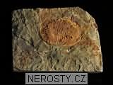 trilobit, zkamenělina