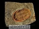 trilobit, zkamenělina