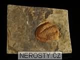 trilobit, zkamenělina