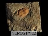 trilobit, zkamenělina