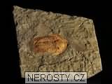 trilobit, zkamenělina