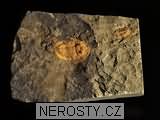 trilobit, zkamenělina