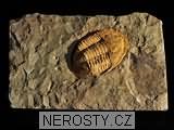 trilobit, zkamenělina