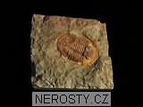 trilobit, zkamenělina