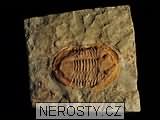 trilobit, zkamenělina