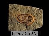 trilobit, zkamenělina