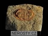 trilobit, zkamenělina