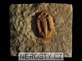 trilobit, zkamenělina