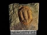 trilobit, zkamenělina