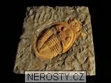 trilobit, zkamenělina