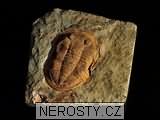 trilobit, zkamenělina