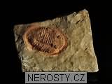 trilobit, zkamenělina