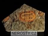 trilobit, zkamenělina