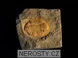 trilobit, zkamenělina