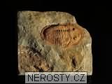 trilobit, zkamenělina