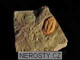 trilobit, zkamenělina