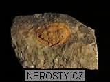 trilobit, zkamenělina