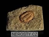 trilobit, zkamenělina
