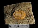 trilobit, zkamenělina
