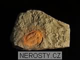 trilobit, zkamenělina