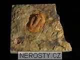trilobit, zkamenělina