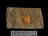 trilobit, zkamenělina