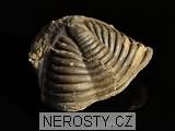 trilobit, zkamenělina