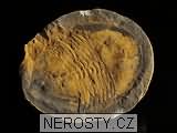 trilobit, zkamenělina