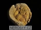 trilobit, zkamenělina
