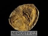 trilobit, zkamenělina