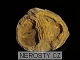 trilobit, asaphus sp.