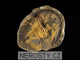 trilobit, zkamenělina