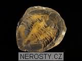 trilobit, asaphus sp.