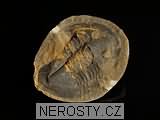 trilobit, zkamenělina