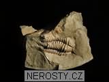 trilobit, zkamenělina