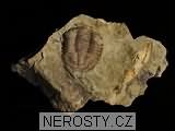 trilobit, zkamenělina